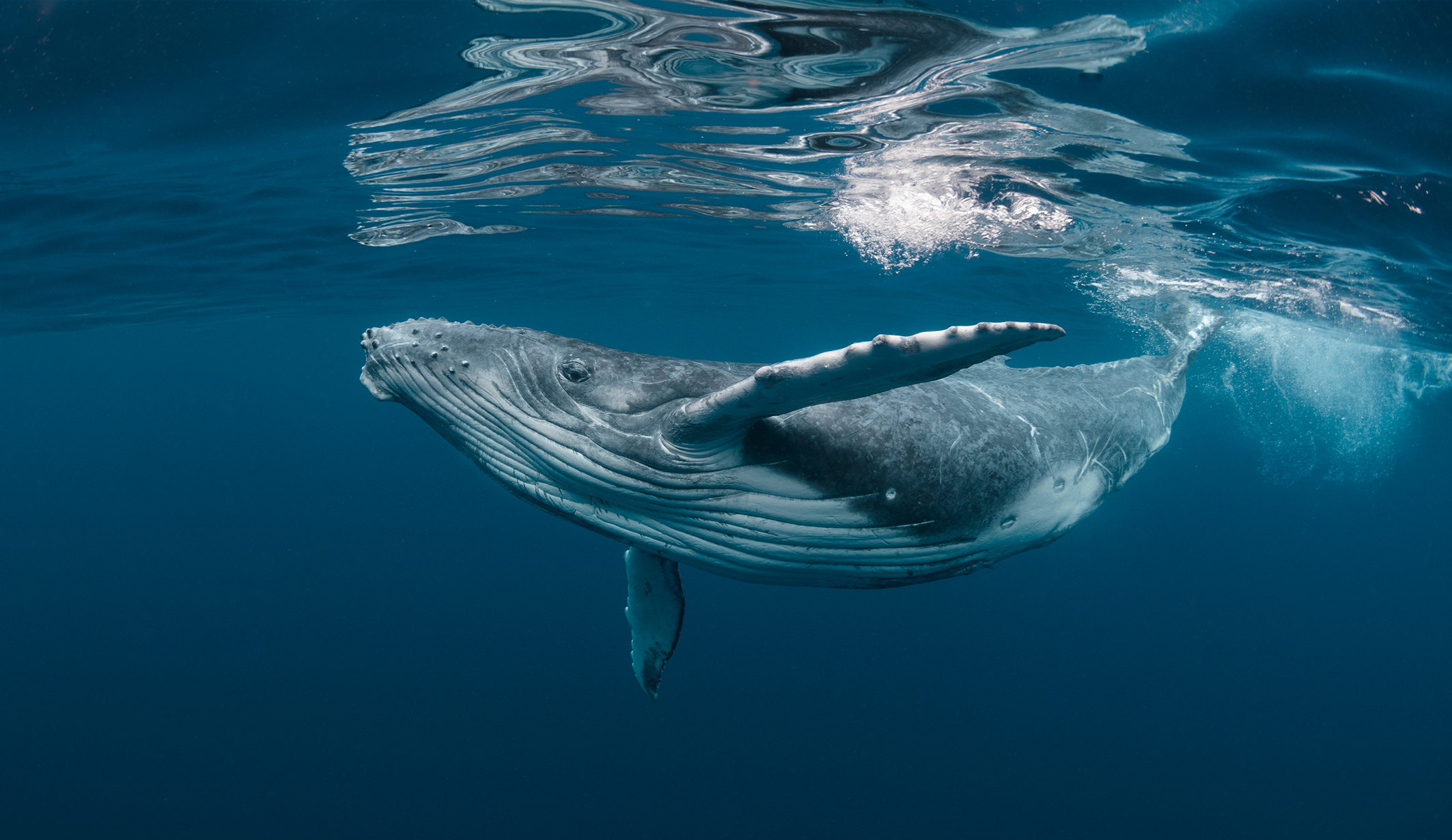 Da Mundial de las Ballenas y los Delfines 